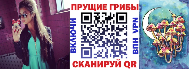 закладка  Новоалександровск  Псилоцибиновые грибы прущие грибы 